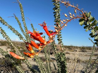 在大角羊沙漠所见野花：蜡烛木(ocotillo)、银刺柱状仙人掌(silver chollas)、三齿拉雷亚灌木(creosote bush)、沙漠喇叭(desert trumpet)。