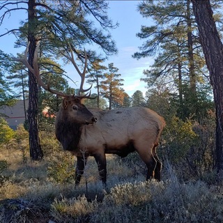 Red Arizona chat Telegram Group Link