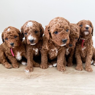 Golden Doodles puppies in #UnitedStates #California #Florida #Texas #Georgia #Ohio #Mississippi Telegram Group Link