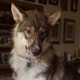 sage the wolf