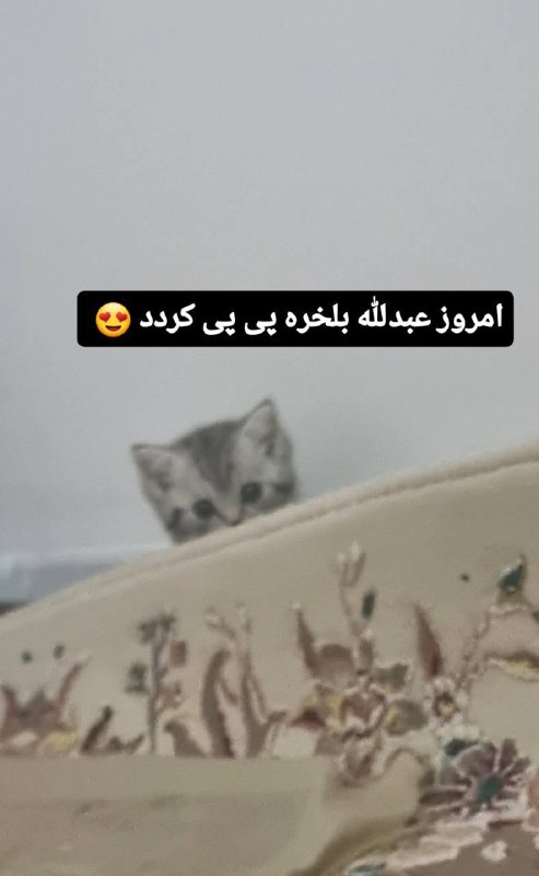 𝐙𝐞𝐝 𝐌𝐞𝐝𝐢𝐚: 🔴از صبح این عبدالله ده بار اومده اکسپلورم عبدالله جون مادرت برین صاحبت مارو گایید @MediaZedسوال پرسیده بود چیشد بالاخره