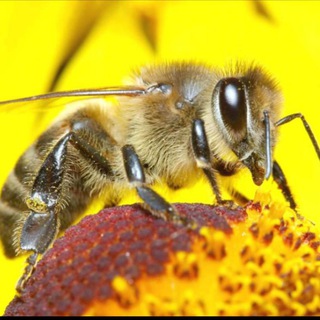 North Carolina RUST Telegram Group Link