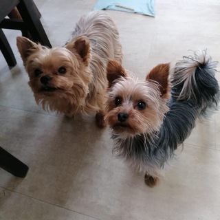 Maltese yorkies for adoption