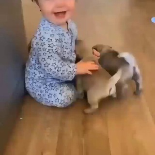 Buy cute and healthy pug puppies in USA , California, Texas, Kansas, Arkansas, Denver, Kentucky, Alabama, Alaska, Wyoming, Ohio, Telegram Group Link