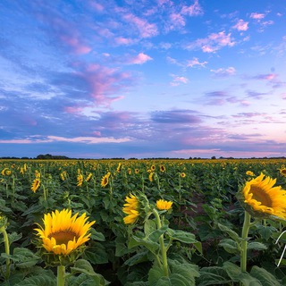 Kansas First Chat Telegram Group Link