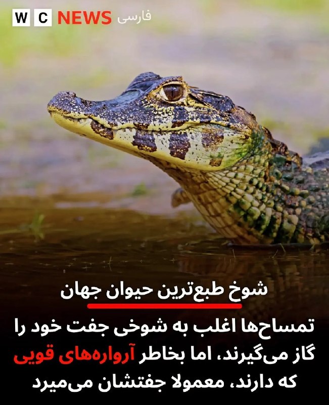 رادیوکصشر: بنده حقیر و جفتم: