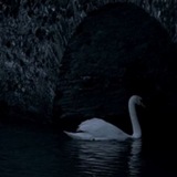 swan