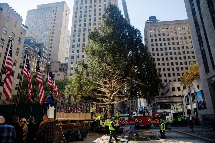 【洛克菲勒2025年圣诞树】美国纽约洛克菲勒中心，工人们竖起一棵高22.8米、重约11吨的挪威云杉圣诞树。11月8日，洛克菲勒中心举行一年一度的圣诞树竖立活动，本年度圣诞树砍伐地点为纽约州东格林布什镇。这棵圣诞树将装饰约5万只 LED 彩灯，顶部放置一颗水晶伯利恒之星，预计12月3日举行点亮仪式。美国密歇根大学发布调查报告显示，2025年11月美国消费者信心指数跌至50.3，录得1978年以来第二低值，主要原因为美国政府停摆引发消费者对经济及就业状况恶化的担忧情绪。 source