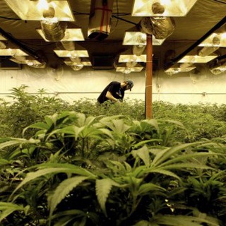 Mundo Cannabis Brasil Telegram Group Link