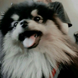 NOVO GRUPO NA BIO 🐺 Telegram Group Link