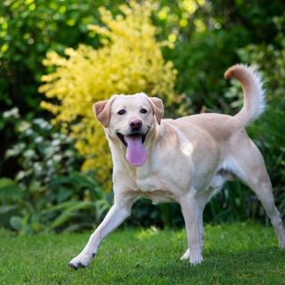 🐶 funny viral videos 🐶 Telegram Group Link