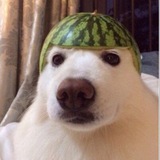 Dogwifmelon Portal