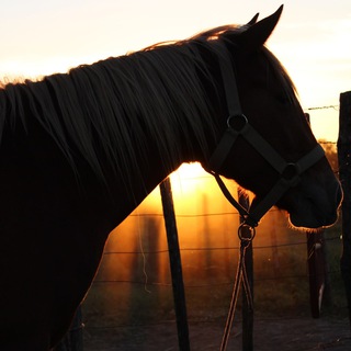 🇩🇪 Pferde und Reiten in Paraguay 🇵🇾