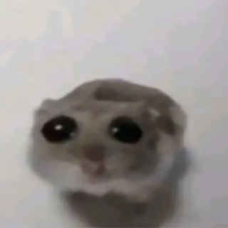 有趣中国，搞笑视频 Telegram Group Link