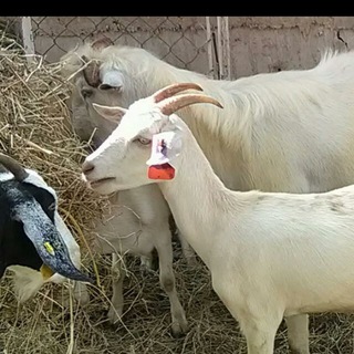 OVINOS Y CAPRINOS VENEZUELA 🐐🐑