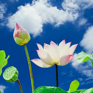 天赐佳缘🌈 Telegram Group Link