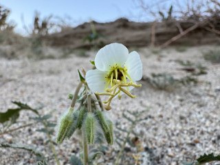 在大角羊沙漠所见野花：棕眼花(brown eyes)、靛蓝灌木(indigo bush)、山谷柱状仙人掌(valley chollas)、沙漠金菊(brittle bush)。