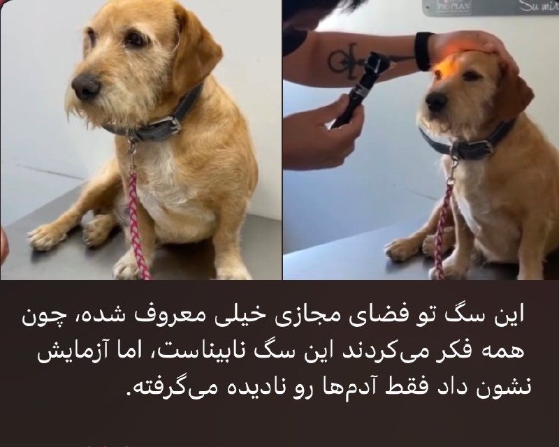 خنده پاره: من اگه هاپو بودم:‌ 🥳 JOIN🔜 @morisofi😂