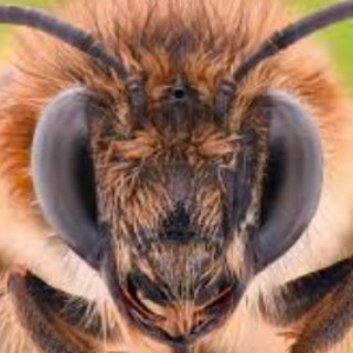 Wisconsin Remote Uprising Support Team Telegram Group Link