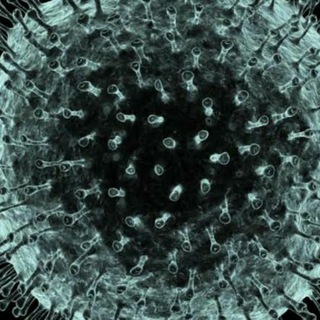 🇧🇷Coronavirus Brasil 🇧🇷 Telegram Group Link