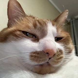 Budy Archive Telegram channel profile photo