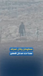 A settler intentionally kills one of his sheep, and the Palestinians fear that they will be accused of killing it and call the occupation army, at the entrance to the village of "Al-Mujir" northeast of Ramallah.