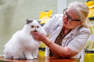 【英国猫咪选美比赛】第38届英国什罗普郡锦标赛猫展，一只蓝白波斯猫（Persian cat）获得「全场最佳」（Best In Show）荣誉，沃尔索尔。2月7日，2026年什罗普郡赛级猫展在布洛克斯威奇中心举行，这是英国猫咪管理委员会（GCCF）认证的专业猫咪选美赛事，每年2月第一个周六举行，比赛分为成年组、幼猫组、绝育组等类别。国际爱猫联合会（CFA）报告显示2025年全球最受欢迎的五个纯种猫品种分别是缅因猫、布偶猫、波斯猫、异国短毛猫、德文卷毛猫。 source