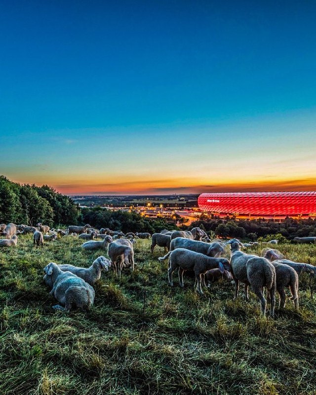 🇩🇪🏟 Meanwhile on the hills near the Bayern Munich stadium... 🐑.