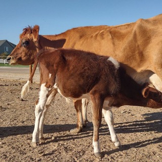 IAF - Livestock 🐄 Telegram channel profile photo
