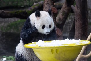 【重庆大熊猫庆祝立冬】重庆动物园为大熊猫准备人工雪块迎接立冬。11月7日，中国迎来传统节气「立冬」，标志着气候逐渐由秋季的少雨干燥过渡到冬季的寒冷冰冻。目前中国北方大部地区已进入冬季，局部地区入冬提前幅度超过20天。中国气象局预计本年度冬季平均气温接近或高于历史平均值，降水总体偏少，南方地区发生大范围持续性低温雨雪和冰冻天气的风险较低。 source