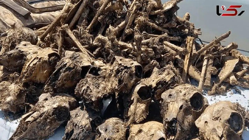 آژانس خبری رکنا | Rokna NEWS Agency: کشف 41 جمجمه آهوهای زیبا از چاه آبی در شاهینشهر / 2 مرد بی رحم شکارچیان آنها بودند 2 شکارچی غیرمجاز که بیش از 50 آهو را
