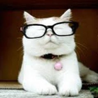 Telegram profile photo for Catturd Fan Club