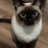 birman