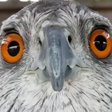 Shit Memes and Bird Dreams