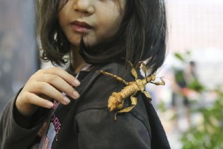 【2025印尼国际宠物展】2025年印度尼西亚国际宠物展（IIPE），一名小女孩与幽灵竹节虫（Extatosoma tiaratum）进行互动，万丹省。幽灵竹节虫是一种原产于澳洲的草食性昆虫，成年体长可达20厘米，善于伪装成枯叶进行自我保护。本届印尼国际宠物展从10月31日持续至11月2日，主题为「花园派对：宠物成长和玩耍之地」，共吸引来自逾10个国家的300多家展商参与。 source