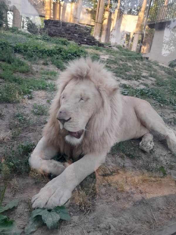 ایستگاە خندە: ‏تو ایران شیرم باشی باز بدبختی