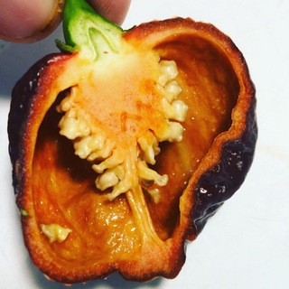 The Florida Pepper Company Telegram Group Link