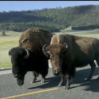 Wyoming News Telegram Group Link