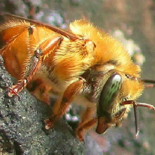 Abelhas Nativas do Brasil Telegram Group Link