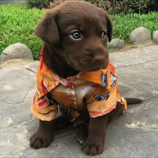 Dogs Lovers•Sales•Dog Buy•Dogs Group Telegram Group Link