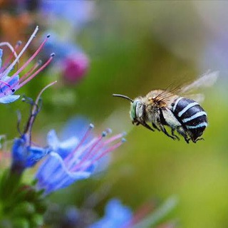 Ecossistema🌿Saúde🐝 Abelhas🇧🇷