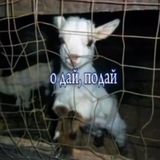 все ты коч