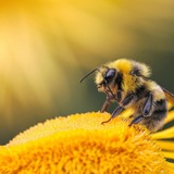 Information Bee Bot