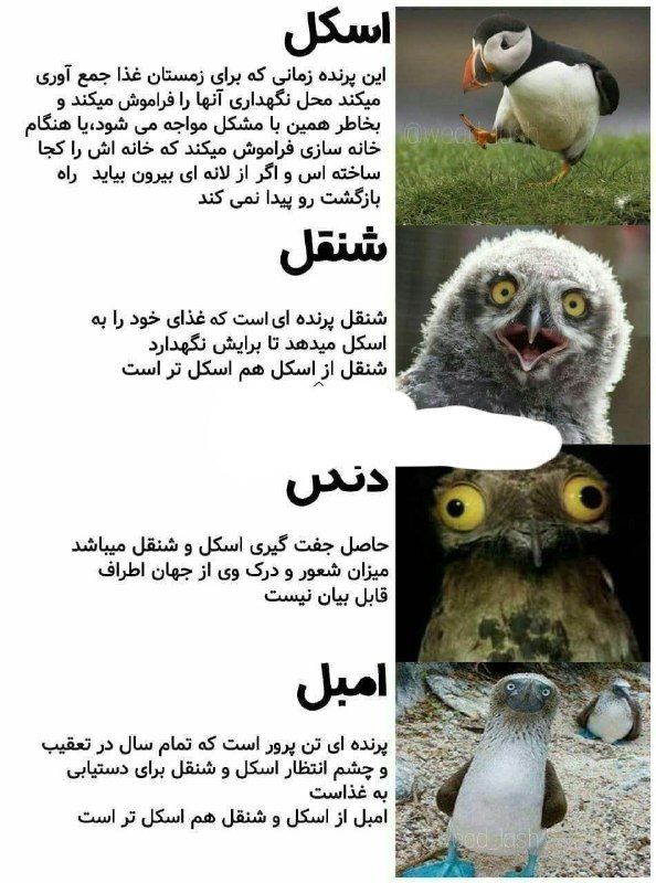 خنده پاره: کصخل ترین پرنده های دنیا 🥳 JOIN🔜 @morisofi😂