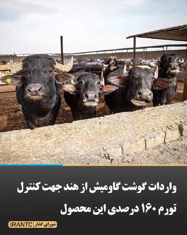 شورای مدیریت گذار: واردات گوشت گاومیش از هند جهت کنترل تورم ۱۶۰ درصدی این محصولواردات گوشت گاومیش از هند به ایران نیز در دستور کار قرار گرف