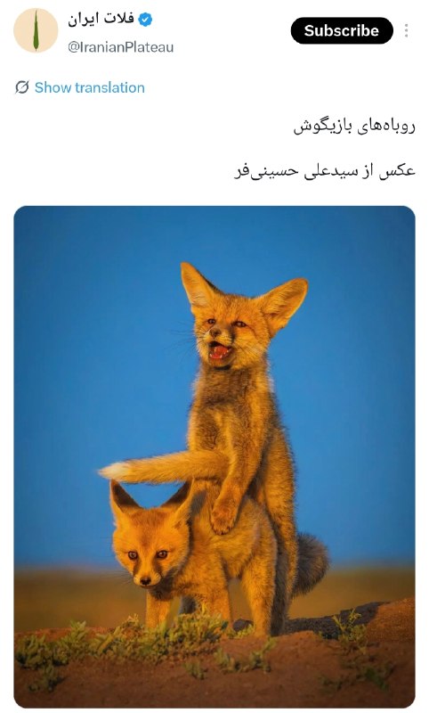 درتی کیدز: پس این که میگفتن دمشو گذاشت رو کولش اینجوری بود :)))@Dirty_Kids 👻
