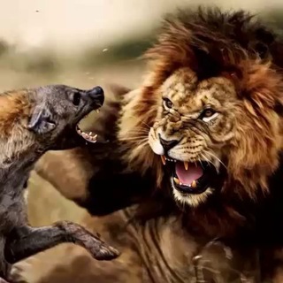 Telegram profile photo for کفتاریاب محلات