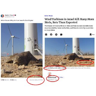 特朗普发布了一张照片，声称显示了在美国被风力发电机击杀的秃头鹰。实际上这张照片拍摄于2017年，展示的是一只在以色列死于风力涡轮机的隼类鸟，并非美国的秃头鹰。照片最早出现在以色列《Haaretz》网站的一篇文章中，发表于2017年12月20日，图片上的涡轮机还有希伯来文。