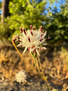 今日所见野花：怀特针箍头花(Wright's thimblehead)、圣地亚哥胶草(San Diego gum plant)、加州金棒花(California golden rod)、扫帚蛇草(broom snake weed)。见于拉古纳山。