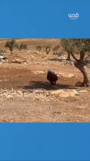 مستوطن يقطع خط مياه عائلة كعابنة شرق رام الله